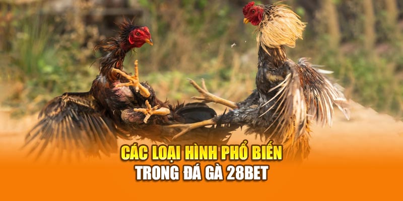 Đá Gà 28BET - Trực Tiếp Đá Gà Thomo CPC1, CPC2, CPC3 3 Các loại hình phổ biến trong đá gà 28bet